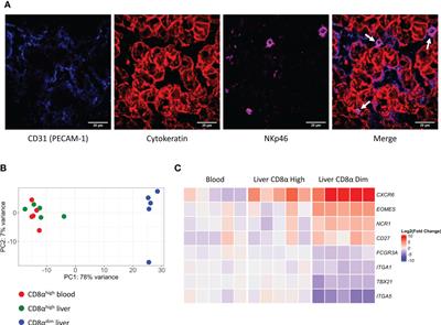 Comparative transcriptomics of porcine liver-resident CD8αdim, liver CD8αhigh and circulating blood CD8αhigh NK cells reveals an intermediate phenotype of liver CD8αhigh NK cells